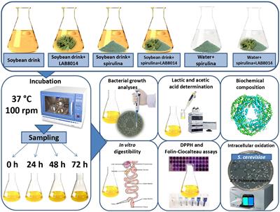 Lactic Acid Fermentation of Arthrospira platensis (Spirulina) in a <mark class="highlighted">Vegetal Soybean Drink</mark> for Developing New Functional Lactose-Free Beverages